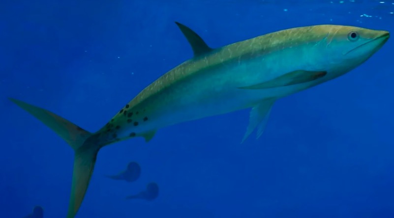 descubren en Vaca Muerta un pez prehistórico clave para entender la evolución de la vida marina