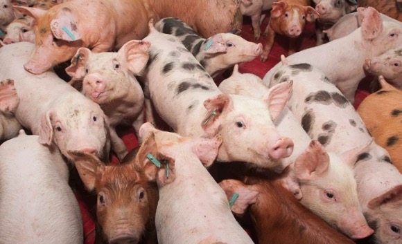 EFSA proporciona recomendaciones para mejorar el bienestar de los cerdos de granja