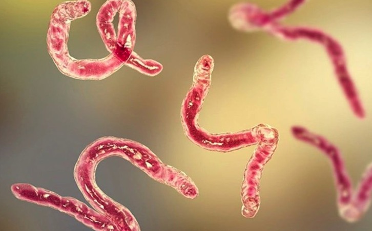 Un estudio descubrió que hay menos parásitos: por qué es una mala noticia