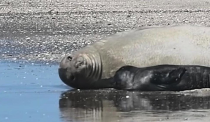 Acontecimiento Histórico: nació un cachorro de elefante marino en Mar de Ajó