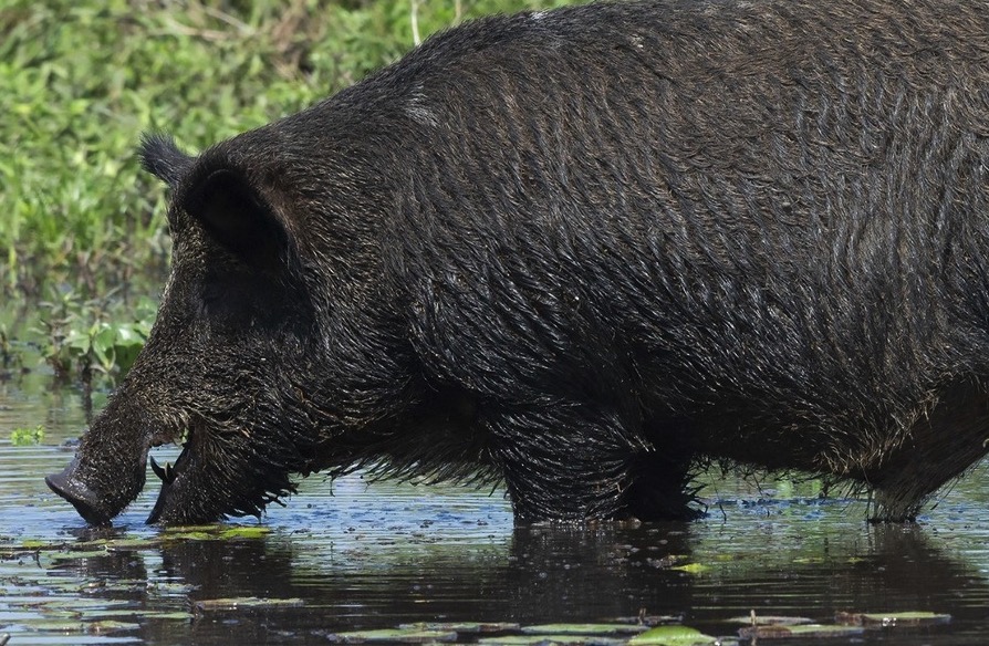 Entre Ríos aprobó una ley que declara plagas a tres animales exóticos invasores: por qué proliferaron de manera descontrolada y qué daños causan