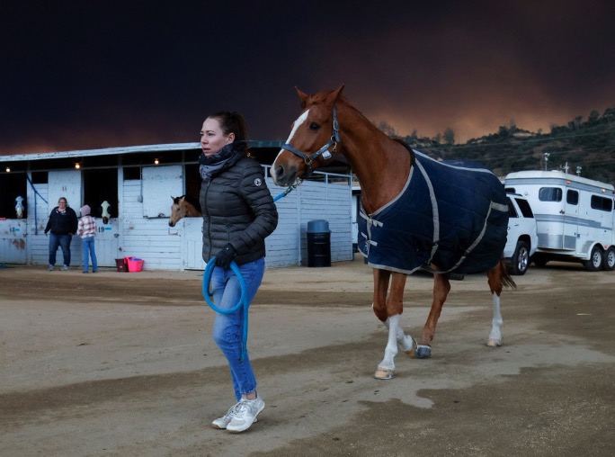 Evacúan a miles de perros, gatos, caballos y cerdos por el avance del fuego en Los Ángeles