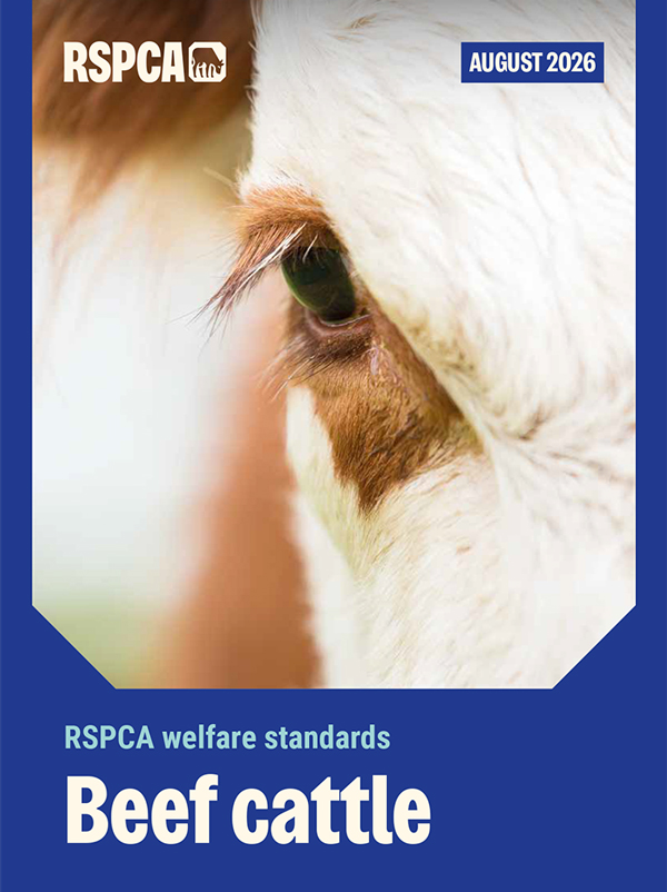 Beef cattle welfare 600