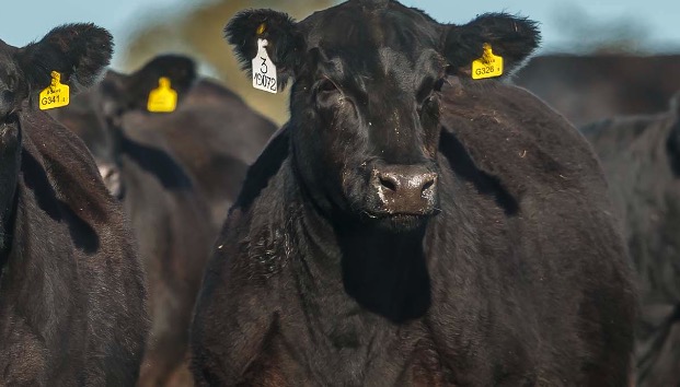 El campo unido le pide al gobiermo que no avance sobre el IPCVA