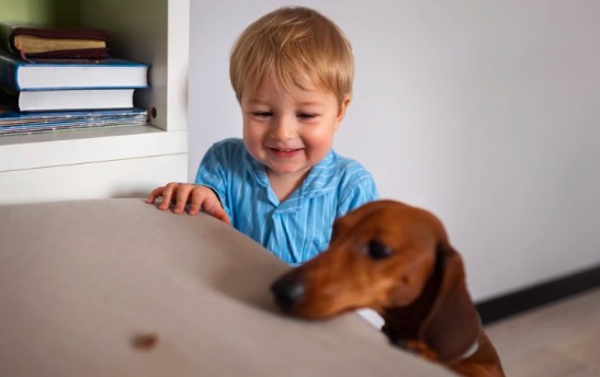 Convivir con un perro modifica la microbiota del hogar y se asocia con una mejor salud infantil