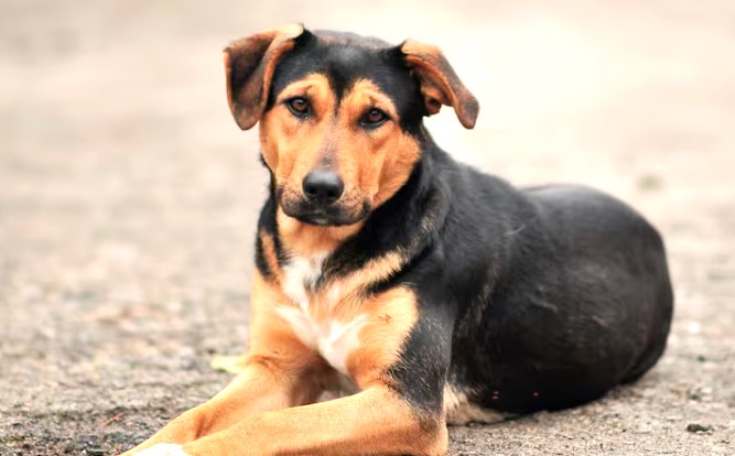 La ciudad tendrá cementerio y crematorio públicos para perros y gatos